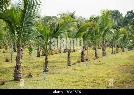 Anbau und traditionelle tropische Landwirtschaft im Norden Thailands, Reihen von jungen Kokospalmen. Stockfoto
