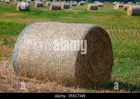 Großer runder Heuballen, der auf einem grünen Feld ruht, mit mehreren Ballen im Hintergrund bei natürlichem Sonnenlicht, Agrarlandschaft. Stockfoto