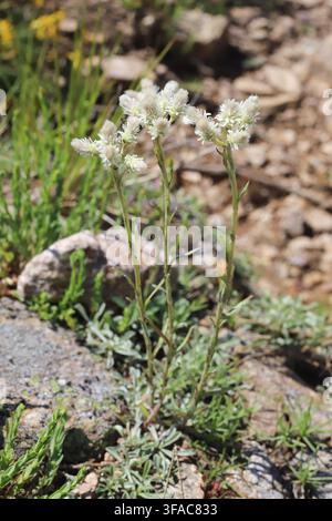 Antennaria dioica, Berg-Ewigkeit. Wildpflanze im Sommer fotografiert. Stockfoto