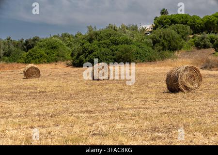 Drei große zylindrische Ballen getrockneten Grases stehen auf einem ausgetrockneten landwirtschaftlichen Feld mit üppigen grünen Bäumen im Hintergrund Stockfoto