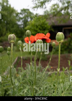 Natürliche Gartenszene mit blühenden Mohnblumen und sich entwickelnden Samenköpfen in weicher Unschärfe Stockfoto
