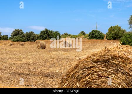 Erntestrohballen säumen eine ausgetrocknete Agrarlandschaft mit vereinzelten grünen Bäumen und einem fernen Strommast Stockfoto