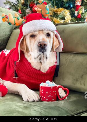 Gelber Labrador Retriever in einem festlichen Weihnachtsmannhut und rotem Pullover ruht auf einem Sofa neben einem Weihnachtsbaum mit einer Tasse heiße Schokolade und Marshmallows. Stockfoto