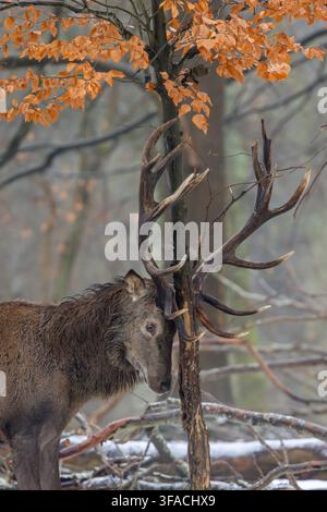 Geweih reibt sich an junger Buche von einem Rothirsch (Cervus elaphus) mit großem Geweih, der in einem schneebedeckten Wald im Winter sein Revier absteckt Stockfoto