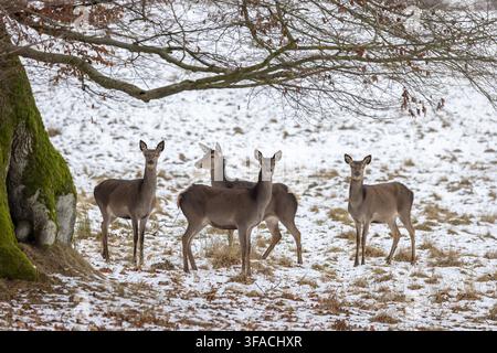 Rotwildherde (Cervus elaphus) aus vier Hinden / Weibchen, die in einem schneebedeckten Wald im Winter fressen Stockfoto