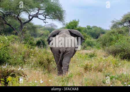 Afrikanischer Elefant geht durch seinen natürlichen Buschlebensraum in Tansania, Ostafrika, davon Stockfoto