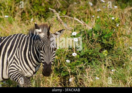 Ebene-Zebra ruht zwischen grüner Vegetation in Tansania, Ostafrika Stockfoto