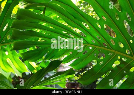Rückseitig beleuchtete üppige grüne Monstera-deliciosa-Blätter zeigen natürliche Löcher, komplexe Blattadern und lebendiges tropisches Laub im Sonnenlicht. Stockfoto