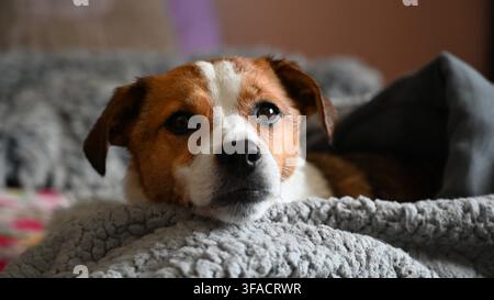 Mein schöner Jack-Russell-Terrier entspannt sich nach einem anstrengenden Tag Stockfoto