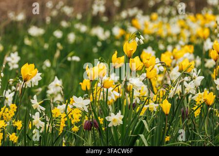 Frühlingswiese mit gelben Tulpen, Narzissen, Leucojum-Schneeflocken, Jonquillen und Fritillarie, naturnaher Blumenzuchtgarten Stockfoto