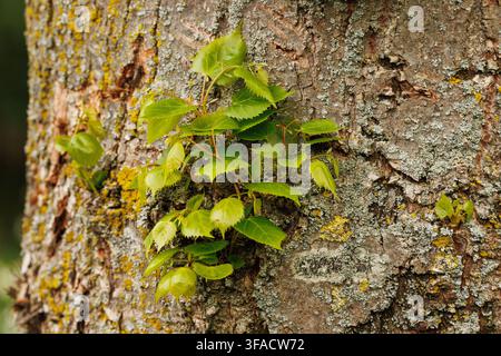 Junge grüne Blätter, die aus einem mit Flechten bedeckten Baumstamm sprießen, Frühlingswachstum, Rindenstruktur, Nahaufnahme der Natur Stockfoto