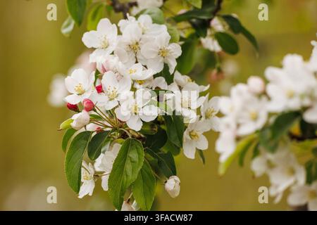 Nahaufnahme eines Apfelblütenzweigs, weiße Blüten mit gelben Staubblättern und rosa-roten Knospen, goldenes Bokeh, botanische Frühlingsfotografie Stockfoto