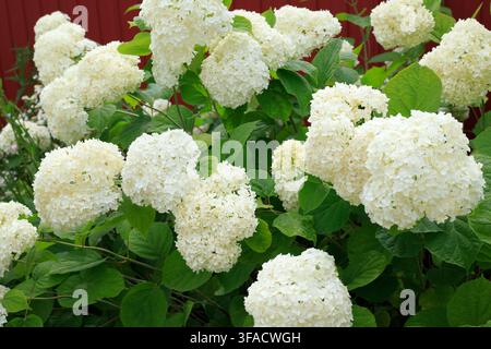 Weiße Hydrangea arborescens-Büschel blühen im Garten. Ziergartenbau, natürliche Sommerflora und Landschaftsgestaltung. Stockfoto