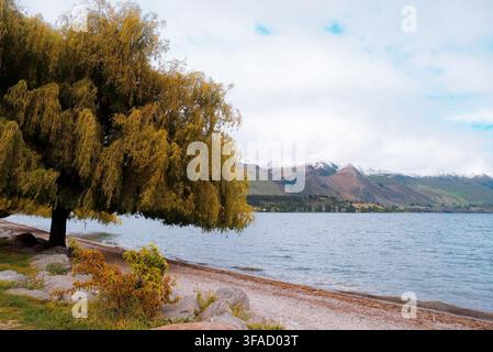 Wanaka, Neuseeland: weite Reiseansicht einer Trauerweide an einer felsigen Küste mit schneebedeckten Bergen auf der anderen Seite des Wassers, Urlaub auf der Südinsel Stockfoto