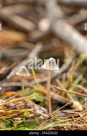 Drei Pilze wachsen auf einem Grasfeld. Die Pilze sind klein und weiß und wachsen im Gras Stockfoto