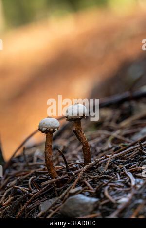 Zwei Pilze wachsen auf einem Felsen. Die Pilze sind weiß und braun Stockfoto