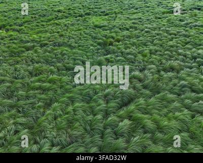 Luftaufnahme eines üppigen grünen Feldes mit hohem Gras, das im Wind in Rajbari, Dhaka-Division, Bangladesch schwankt Stockfoto