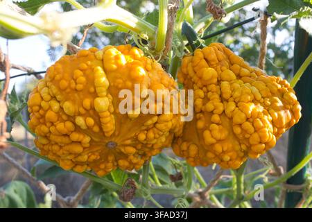 Nahaufnahme von zwei warzigen orangefarbenen Zierkürbissen, die zwischen Blättern in einem Garten wachsen Stockfoto