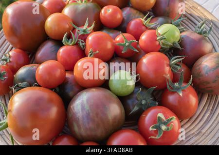 Frische reife und unreife Tomaten verschiedener Sorten füllen ein Weidenkorb, bilden eine bunte saisonale Ernte im warmen Sommerlicht. Stockfoto
