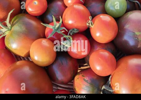 Frische reife und unreife Tomaten verschiedener Sorten füllen ein Weidenkorb, bilden eine bunte saisonale Ernte im warmen Sommerlicht. Stockfoto