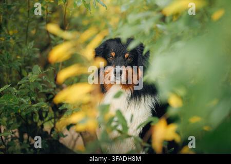Australian Shepherd erscheint zwischen farbenfrohem Laub während eines Herbstwaldspaziergangs. Weiche natürliche Umgebung unterstreicht einen neugierigen Begleiter, der genießt Stockfoto