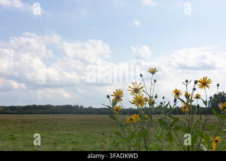 Gelbe Wildblumen auf grünem Feld vor blauem bewölktem Himmel. Stockfoto