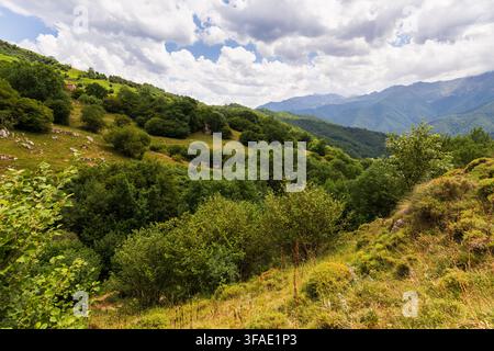 Bergbäume und grüne Wiesen von Picos de Europa Stockfoto