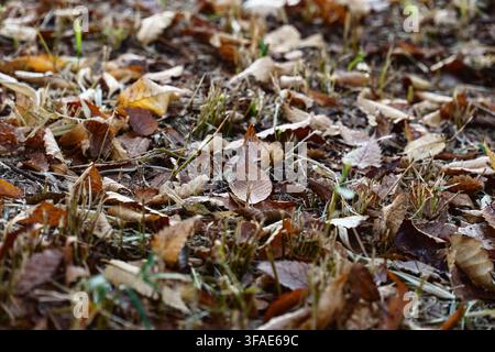 Nahaufnahme von trockenen Herbstblättern im Gras vom Boden aus Stockfoto