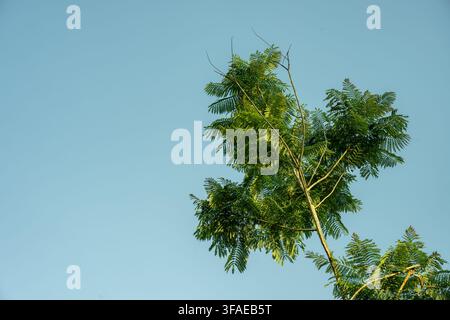 Frische grüne Blätter und schlanke Äste, die sich einem weiten, wolkenlosen blauen Himmel entgegenstrecken, symbolisieren Wachstum, Natur und Umweltgesundheit im Freien Stockfoto