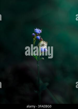 Makrofotografie einer violetten Verticillium-Wildblume mit einem weißen kugelförmigen Samenstand, isoliert auf einem dunklen, stimmungsvollen Blauton-Hintergrund. Stockfoto