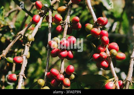 Nahaufnahme von reifen roten Kaffeebohnen, die an einem Pflanzenzweig unter natürlichem Sonnenlicht auf einer biologischen Kaffeeplantage wachsen. Konzept der nachhaltigen Ernte. Stockfoto