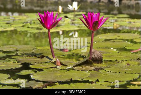 Ein Paar hellfuchsien Lilien, die im Sonnenlicht baden Stockfoto