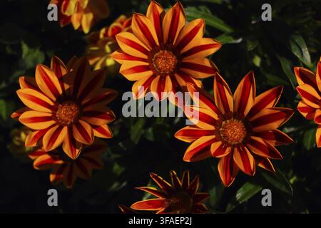 Bunte Gazanienblüten oder Afrikanische Gänseblümchen in einem Garten Stockfoto