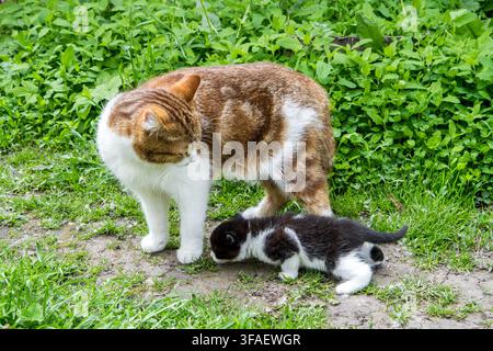 Katze mit einem schwarz-weißen Kätzchen auf dem Gras. Mama ist eine Katze und ein Kätzchen. Stockfoto