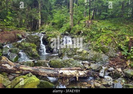 Ein kleiner Fluss fließt über die Felsen im grünen Wald Stockfoto