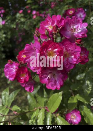 Rosa blühende Rambler-Rose Stockfoto
