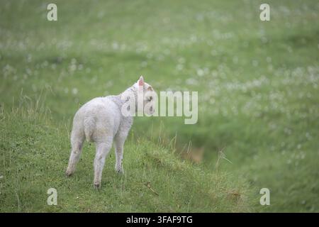 Ein einsames Lamm steht auf einem grasbewachsenen Hügel in einem friedlichen grünen Feld, Schottland, Vereinigtes Königreich Stockfoto