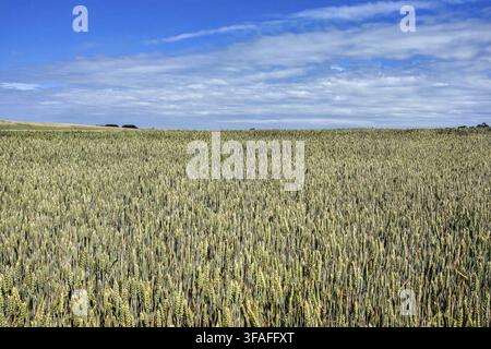 Landschaft – Agrarfeld mit jungen Weizenähren, grünen Pflanzen und schönem Himmel Stockfoto