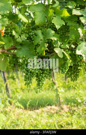 Wachsende grüne Traubenbeere hängt an einem Weinzweig in einem sonnigen Weinberg Stockfoto