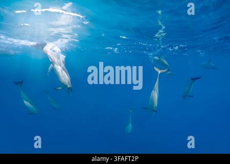 Spinnerdelfine schwimmen in klarem blauem Wasser in Mauritius Stockfoto