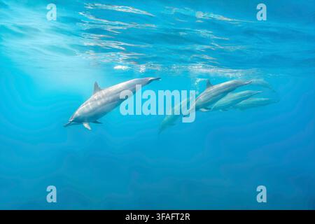 Spinnerdelfine schwimmen in klarem blauem Wasser in Mauritius Stockfoto