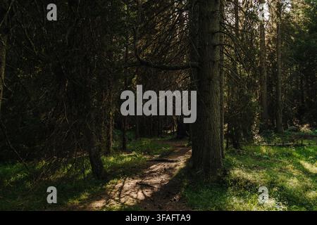 Ein schmaler Pfad führt durch einen dunklen Nadelwald in Kopaonik, Serbien. Stimmungsvolle Waldlandschaft vermittelt Wildnis, Erkundung und Eintauchen in die Natur Stockfoto