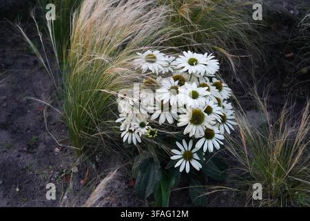 Nahaufnahme von blühenden weißen Sonnenhutblüten, umgeben von dekorativem fedrigem Gras, die in einem Gartenbeet mit dunkler natürlicher Erde wachsen. Stockfoto