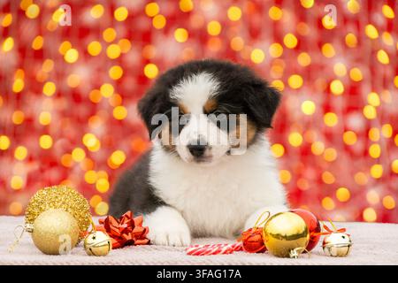 Süßer Australian Shepherd Welpe liegt mit Weihnachtsdekoration auf rotem Hintergrund Stockfoto
