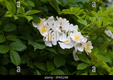 rosa Multiflora Rosa Polyantha Stockfoto
