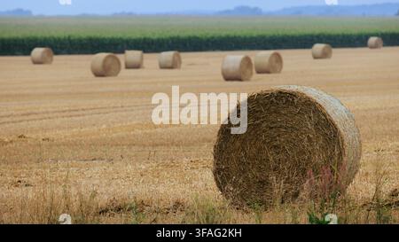 Eine Nahaufnahme einer strukturierten Strohballen, der auf goldenem Stoppelfeld liegt. Im verschwommenen Hintergrund sind weitere runde Ballen über eine große Agrarfläche verstreut Stockfoto