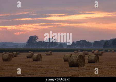 Zahlreiche Strohrollen liegen auf einem abgeernteten Agrarfeld während der goldenen Stunde. Ein schöner rosa-orangefarbener Abendhimmel erhebt sich über dunkle Silhouetten Stockfoto