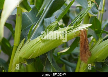 Unreife grüne Maiskolbe mit rötlicher Maisfussel, die an der Stange hängt, zwischen üppigen grünen Maisblättern auf landwirtschaftlichem Ackerland. Stockfoto