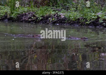 Eurasischer Biber (Castor fiber) Adult mit Jungtier Wiedereinführungen Norfolk August 2026 Stockfoto
