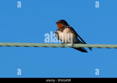 Feldschwalbe (Hirundo rustica) sitzt auf einem Draht. Stockfoto